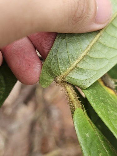 Polyalthia bullata, photograph 1