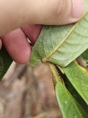 pbsg, CC BY, iNaturalist via GBIF Polyalthia bullata, photograph pbsg, CC BY, iNaturalist via GBIF
