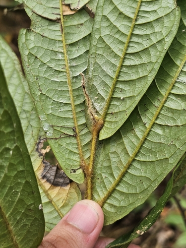 Polyalthia bullata, photograph 2