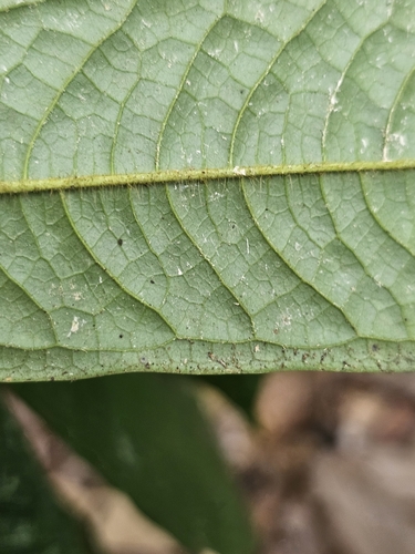 Polyalthia bullata, photograph 4