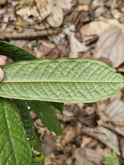 pbsg, CC BY, iNaturalist via GBIF Polyalthia bullata, photograph pbsg, CC BY, iNaturalist via GBIF