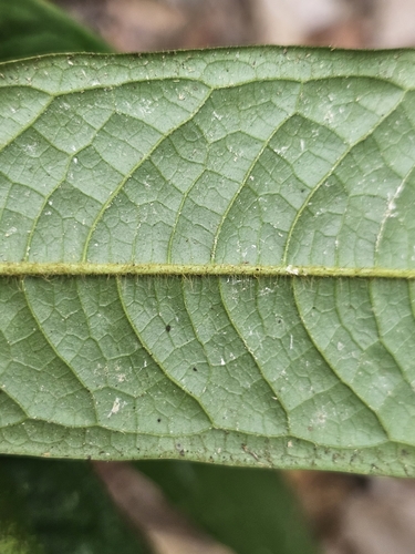 Polyalthia bullata, photograph 6
