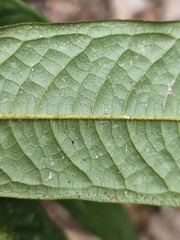 Polyalthia bullata, photograph pbsg, CC BY, iNaturalist via GBIF