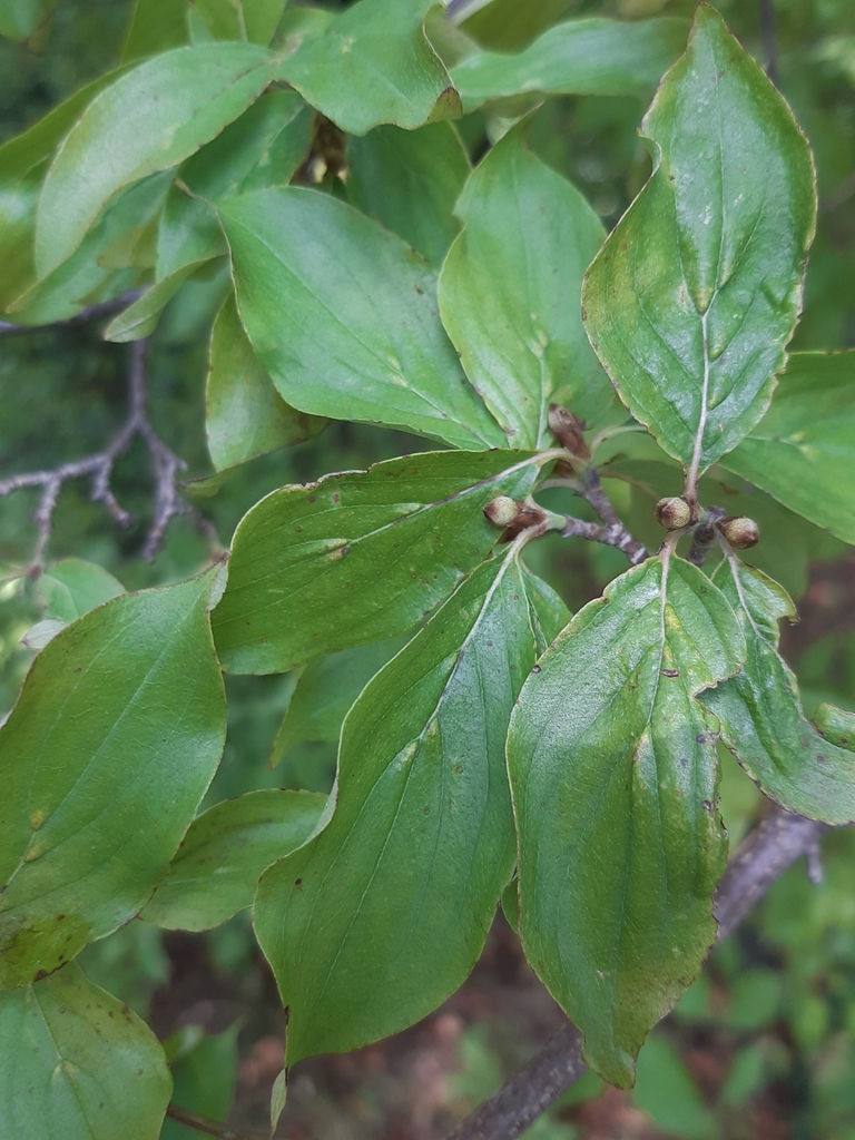 Cenopalpus spinosus