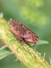 Aphrodini