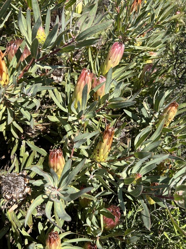 Image of Protea burchellii by (c) eustreptospondylus, some rights reserved (CC BY)