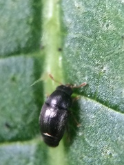 Brachypterus