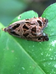Olethreutes tilianum