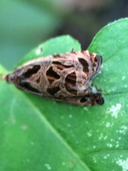 Olethreutes tilianum