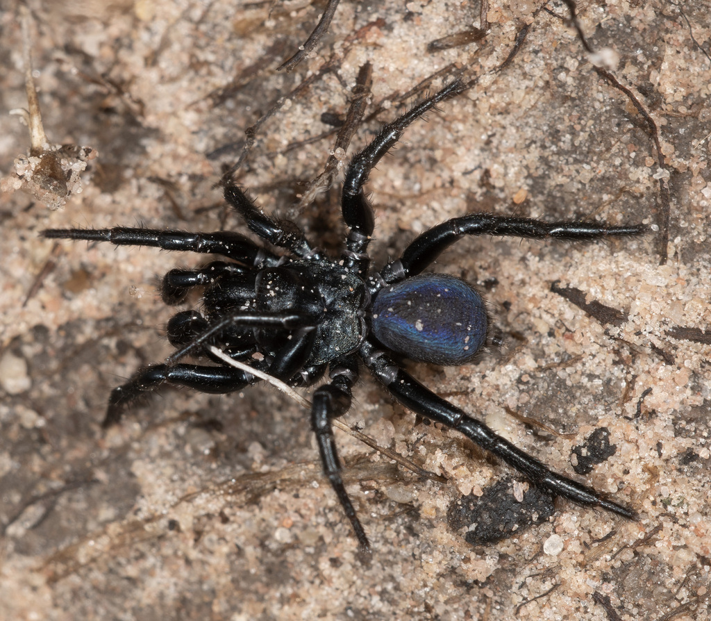 Missulena pinguipes