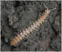 Polydesmus denticulatus