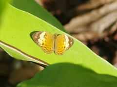 Cupha erymanthis lotis