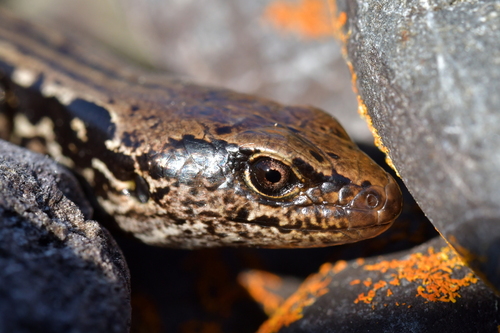 MacGregor's Skink, Oligosoma macgregori