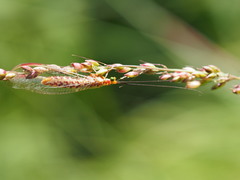 Italochrysa impar