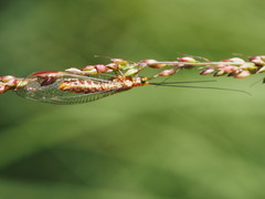 Italochrysa impar