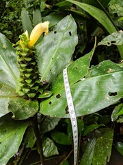 Costus varzearum