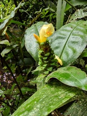 Costus varzearum