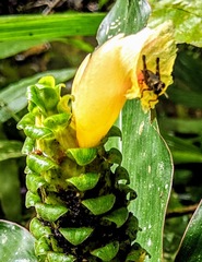 Costus varzearum
