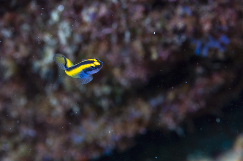 Barber goby (Elacatinus figaro) — Gobiidae — 4
