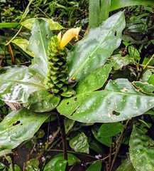 Costus varzearum