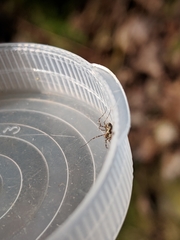 Megabunus diadema