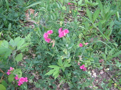 Lathyrus tuberosus