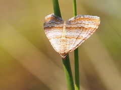 Mimoclystia pudicata