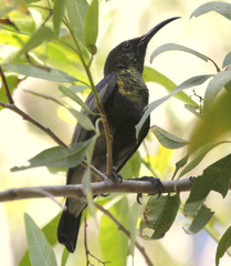 Cinnyris fuscus fuscus