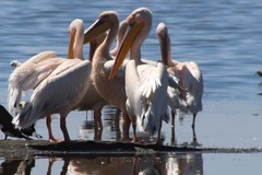 Pelecanus onocrotalus