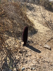 Cynomorium coccineum