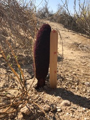 Cynomorium coccineum