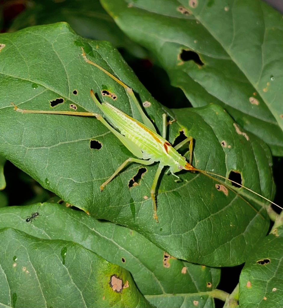 Nipponomeconema mutsuense