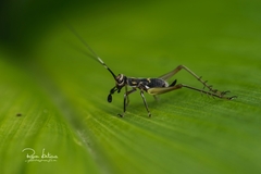 Phylloscyrtus amoenus