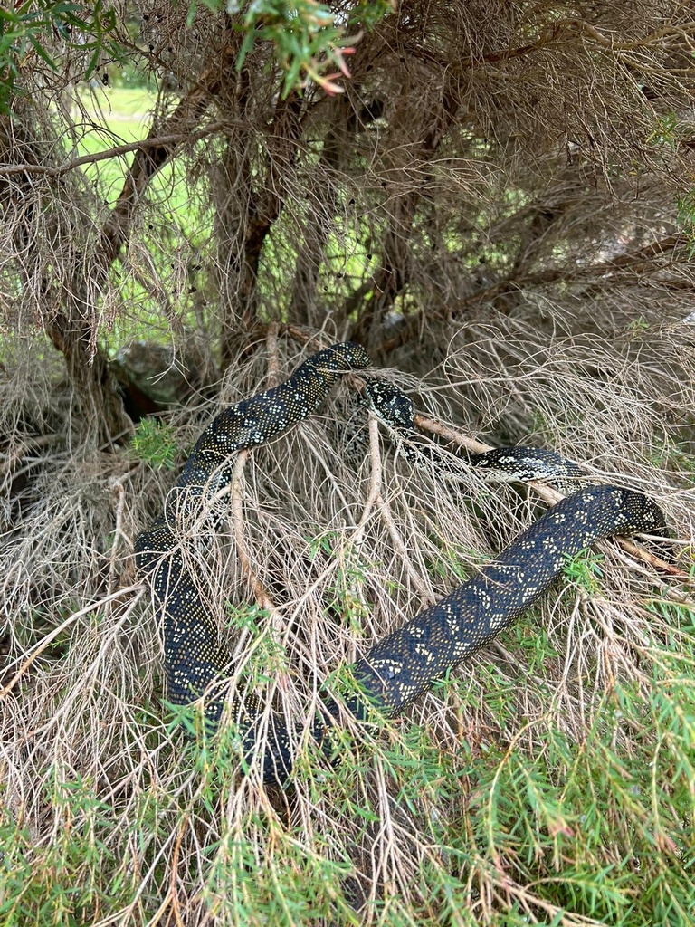 Diamond Python in April 2023 by peacefulmoss · iNaturalist