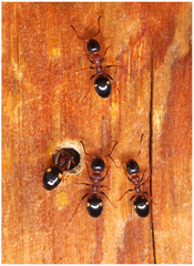 Dolichoderus quadripunctatus