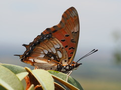Charaxes jahlusa rex