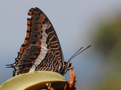 Charaxes saturnus