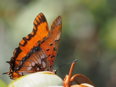 Charaxes jahlusa rex