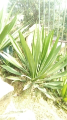 Furcraea andina