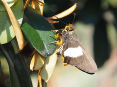 Coeliades forestan forestan