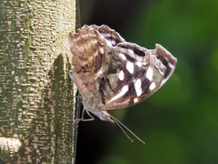 Myscelia cyaniris alvaradia