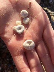 Echinocyamus pusillus