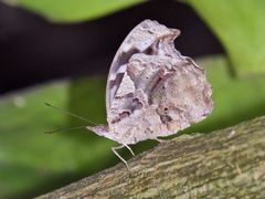 Myscelia cyaniris alvaradia