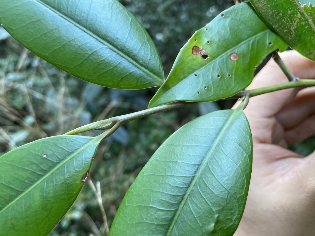 Cleyera longicarpa