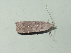 Anacampsis