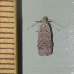 Anacampsis