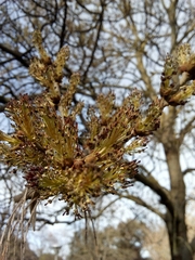 Fraxinus angustifolia