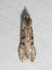 Ellabella editha