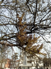 Fraxinus angustifolia