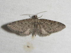 Eupithecia jejunata